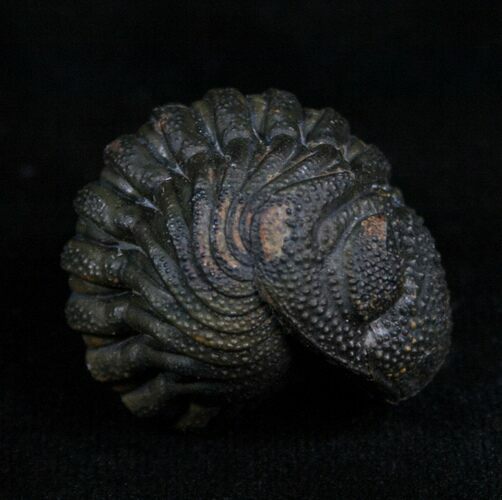 Very Detailed Enrolled Barrandeops (Phacops) Trilobite #4741